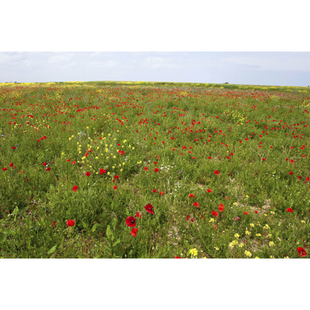 Wall art, image of a meadow with poppies