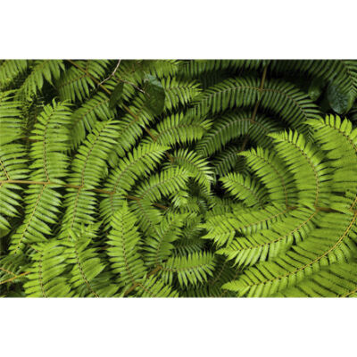 Wall art, image of ferns