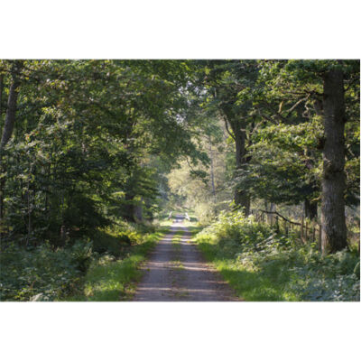 Wall art, image of a forest road