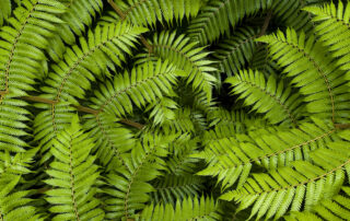 Fern from above